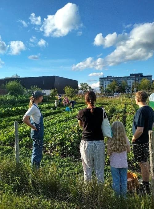 Lähiruokaa omalta pellolta – 10 viikon vihannes- ja juureskassit - 4