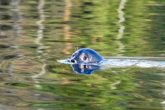 Norpparetki Ekopaatilla Puumalassa – 3 henkilölle