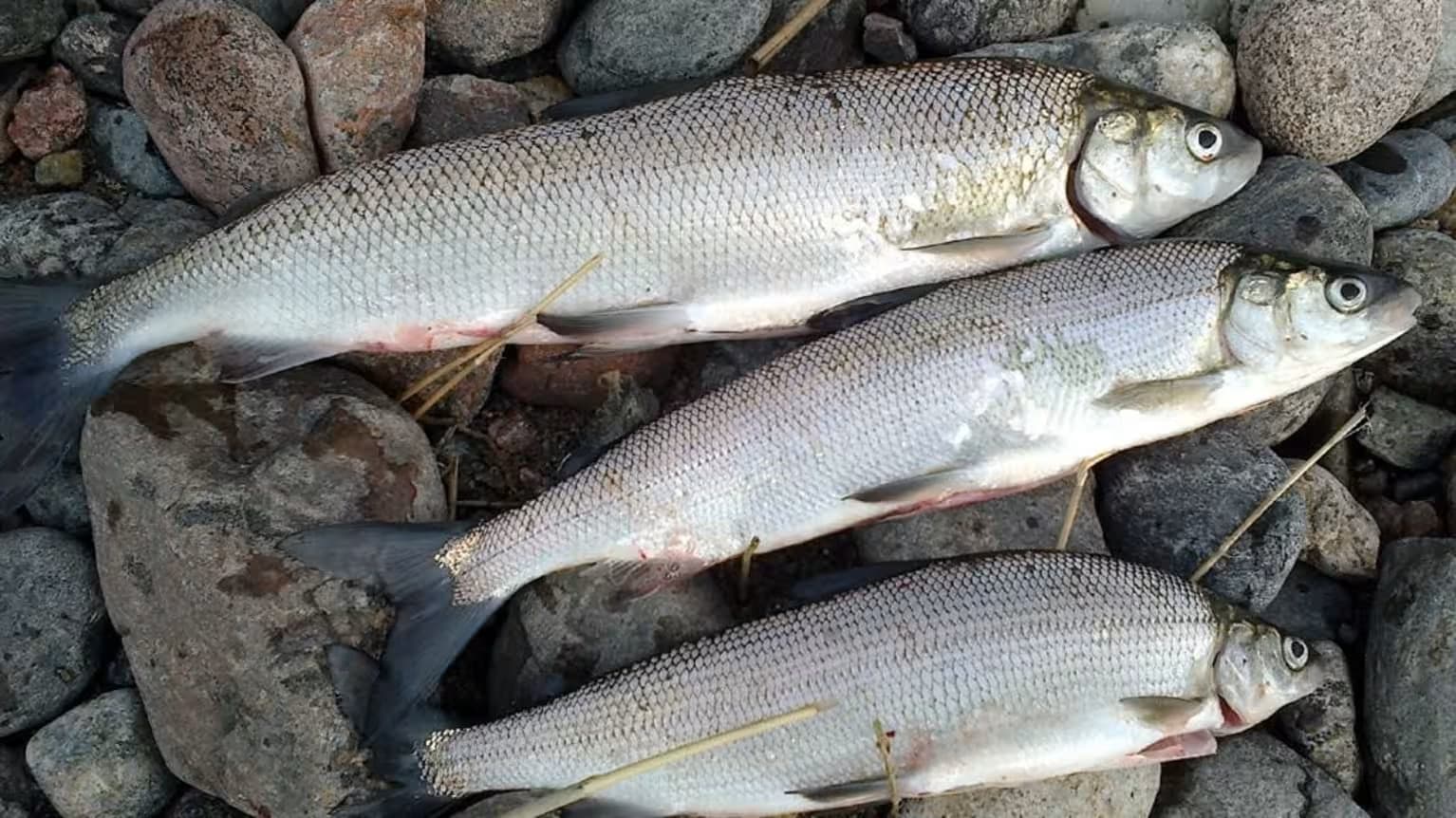 Siikareissu veneellä 1 henkilö (min 3, max 6), 8 tuntia