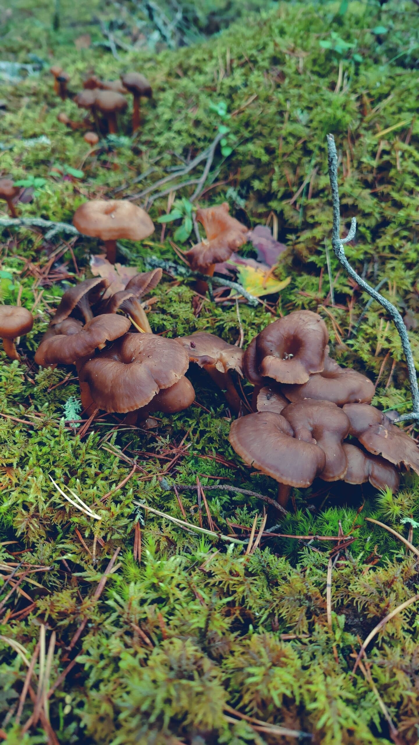 Sieniretki ja ulkoillallinen Korppoossa - 1 henkilö - 1