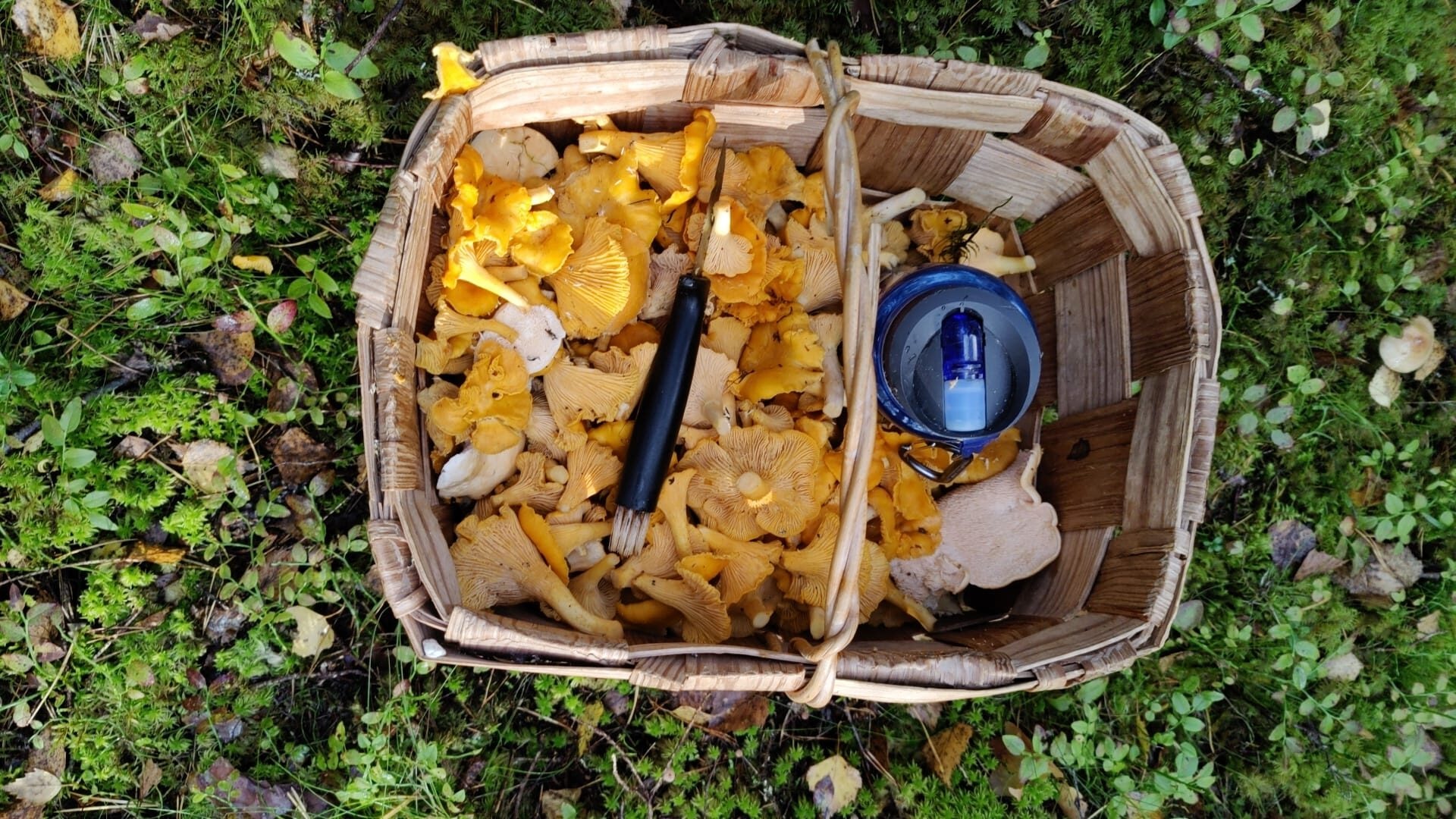 Sieniretki ja ulkoillallinen Korppoossa - 1 henkilö - 6